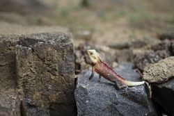 Red iguana on rough stones