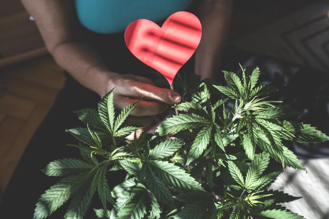 Marijuana plant with person holding red heart