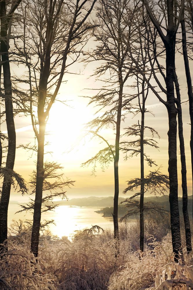 Majestic tall frosted trees beside riverside in sunrays