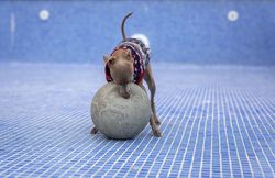 Italian greyhound dog playing in the pool with a ball