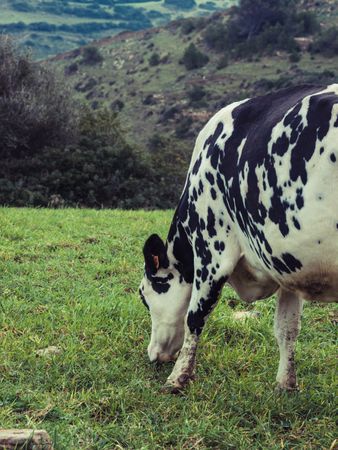 Wow grazing on grassy hill in Menorca
