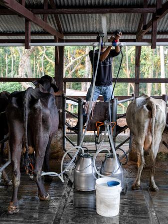 A young Hispanic man is fixing the milking machine in a dairy farm