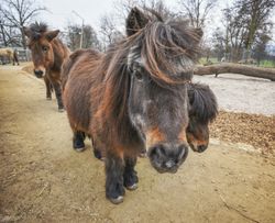 Dark brown ponies
