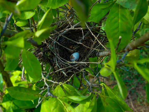 Mourning Dove's egg in the abandoned nest of another species of bird