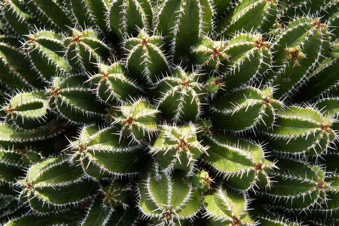 Bunch of prickly cactus