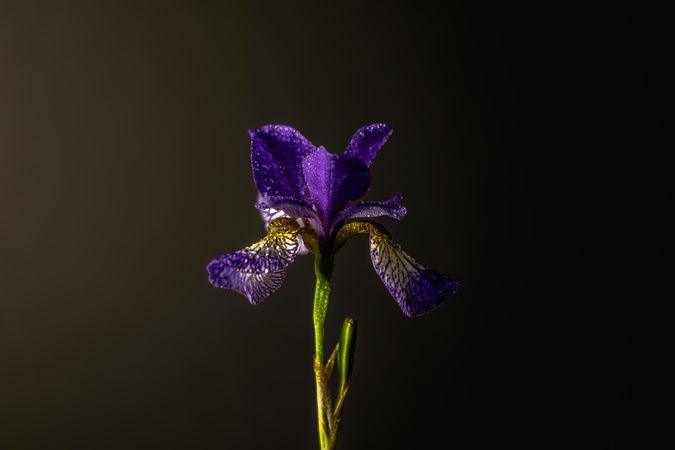 Purple iris flower on dark background