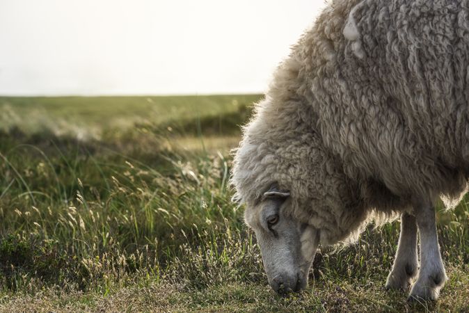 Sheep grazing close-up