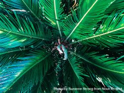 Birdseye view of a palm bush filling frame 0LdvP0
