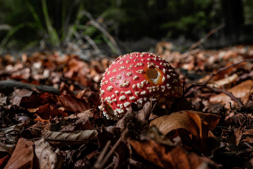 Large agaric mushroom cap on forest floor with autumn leaves