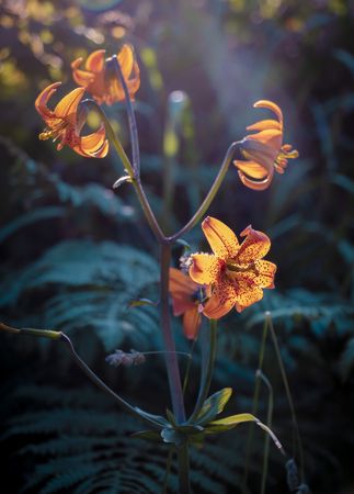 Several orange tiger lily flowers growing in the sun
