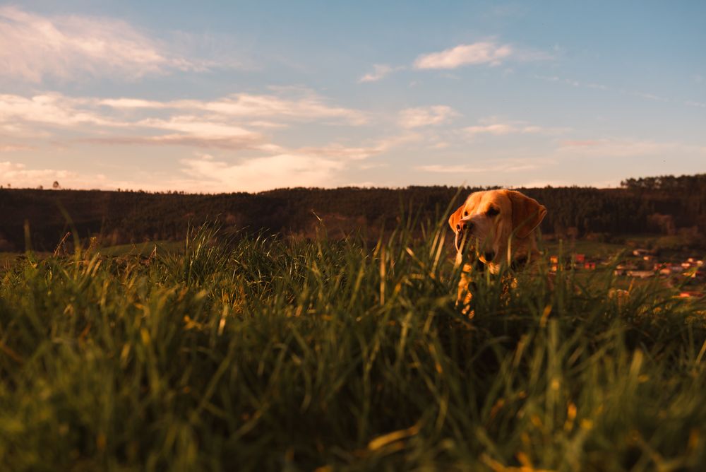 Dog between field and blue sky