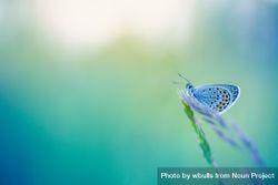 Delicate blue moth on a long blade of grass 56J8L5