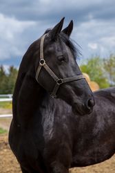 Dark horse outdoor