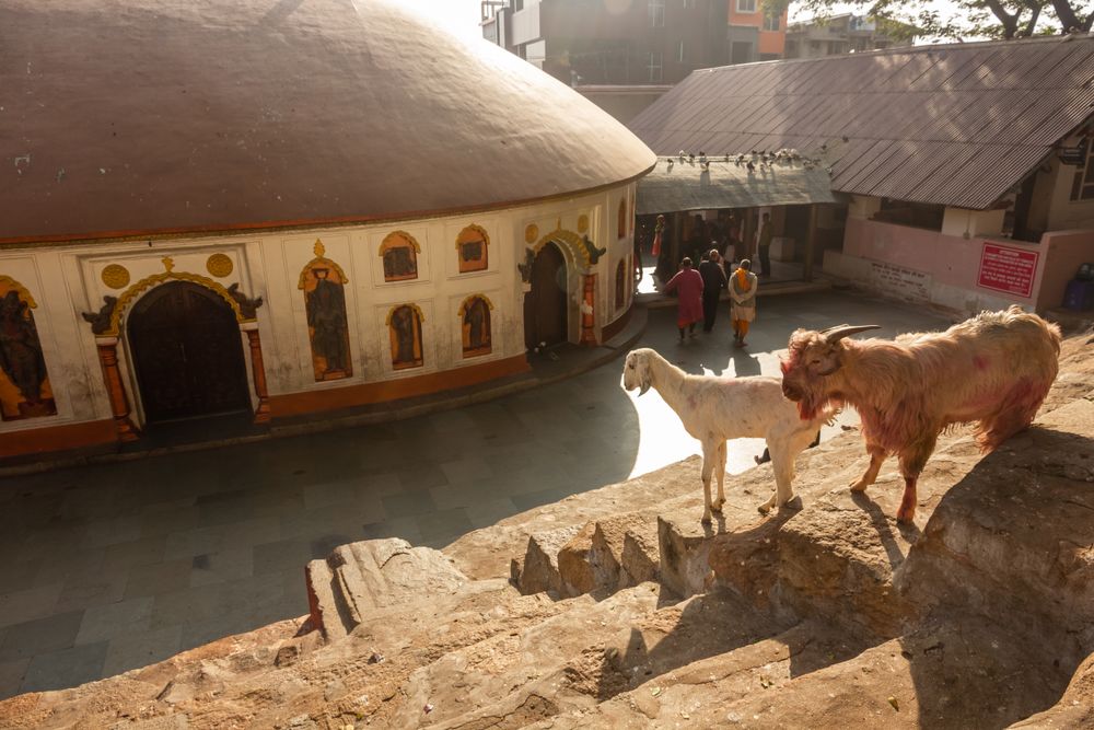 Goats and people outside of Kamakhya Temple in Guwahati, Assam, India