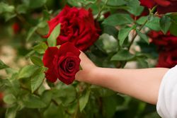 Red Chinese rose in a woman's hands