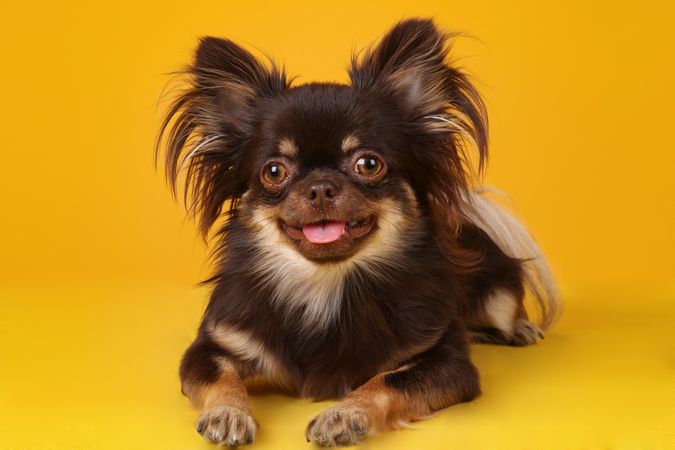 A long-haired Chihuahua lying on a yellow background, looking directly at the camera
