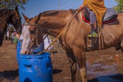 Horse drinking water from plastic bowl at barnyard