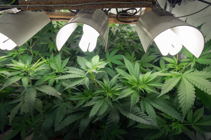 Marijuana leaves under lighting in an indoor growing operation