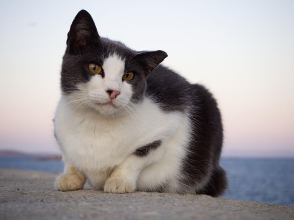 Dark and light coloured cat