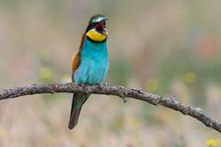 Bird standing on tree branch