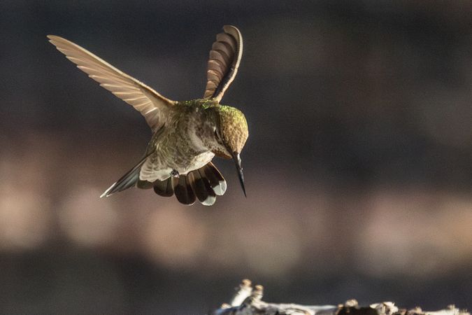 Beautiful Immature Male Anna's Hummingbird In Flight.