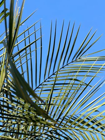 Vibrant Palm Leaf Silhouette Against Blue Sky