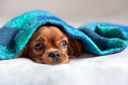 Cavalier spaniel looking up from blue blanket