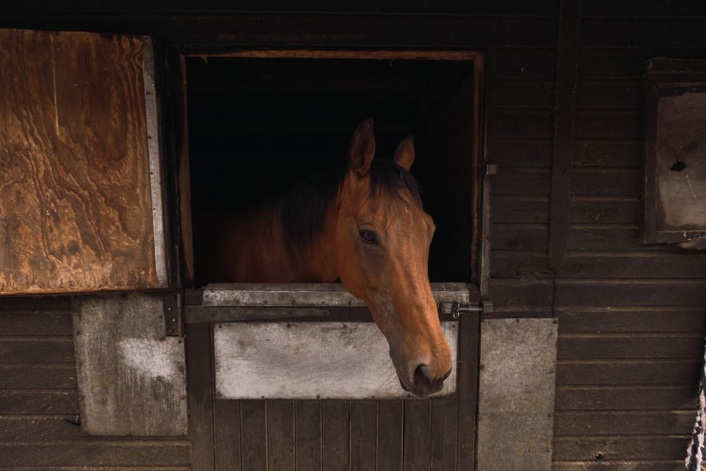 Brown horse in wooden stable
