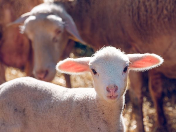 Little lamb near herd of sheep on farm