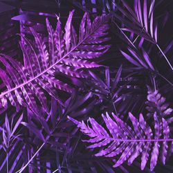 Tropic purple leaves layout