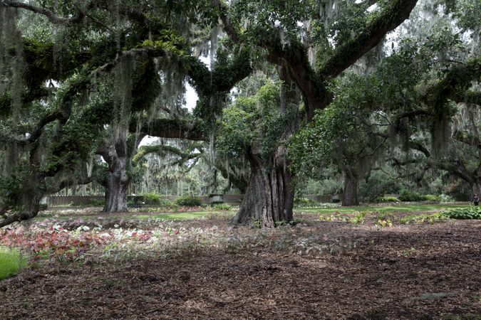Spanish moss-draped oaks at Brookgreen Gardens, Murrells Inlet, South Carolina