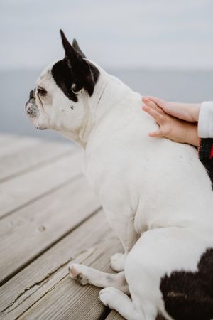 Man of kids petting dog on beach