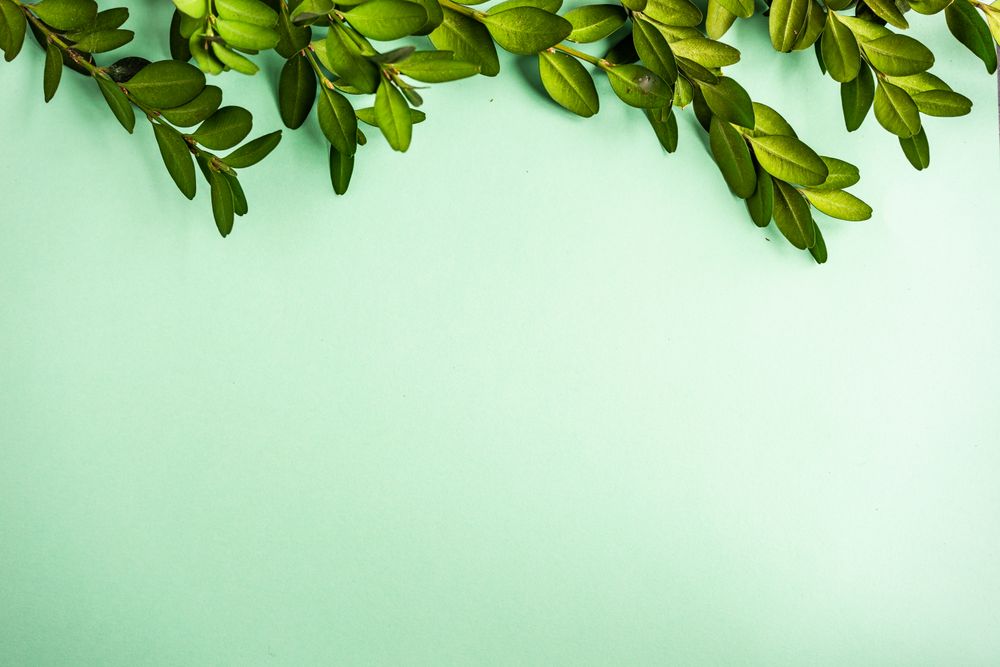 Card concept with lush green branch on pastel green background