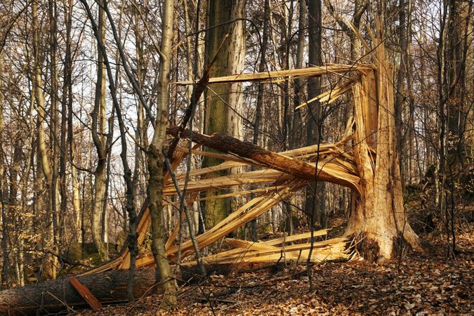 Sunny forest with broken old tree