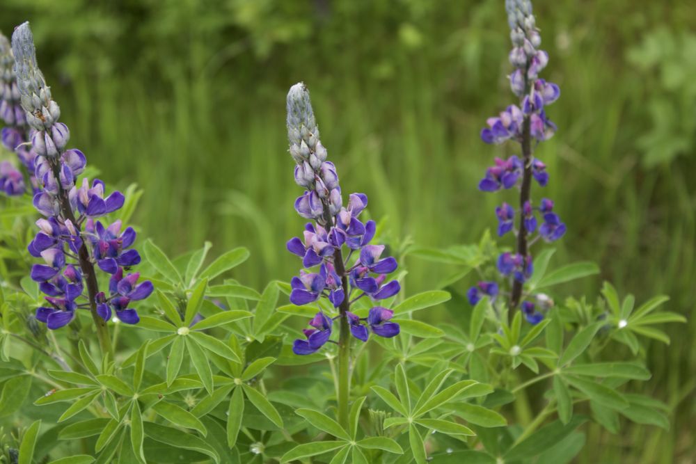 Purple Wildflower