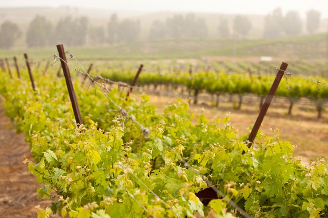 Beautiful Lush Grape Vineyard in The Morning Sun and Mist