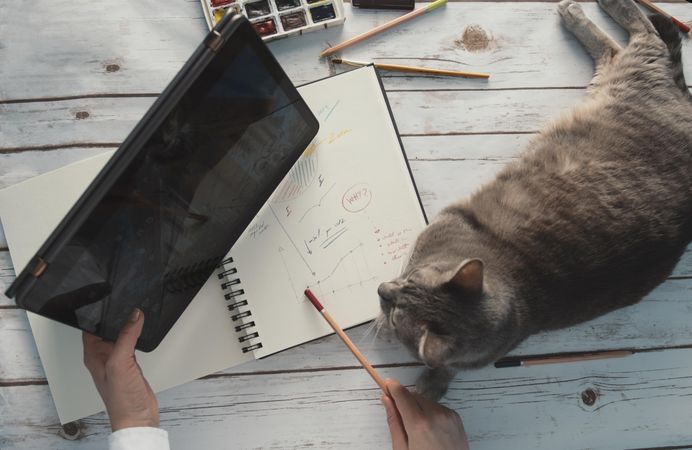 Person drawing line graph and holding tablet next to a cat