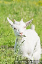 Small light colored goat on green grass 4NrYm4