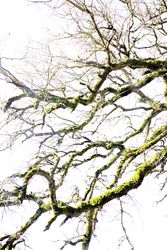 Green branches covered with moss