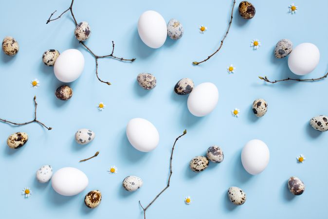 Quail and chicken eggs with twigs on baby blue background