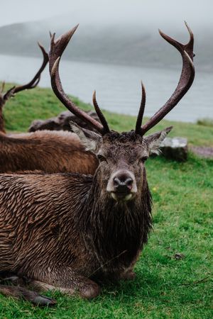 Herd of deers resting on grassy coast