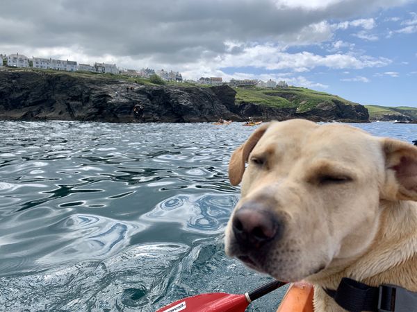 Dog on a kayak, or canoe, on water, UK coastal holiday scene