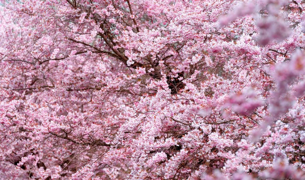 Pink cherry tree blossom, full frame background