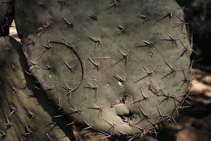 Close up of spikes on cactus