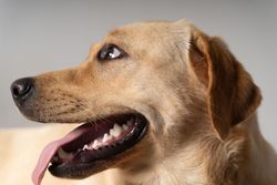 Golden retriever looking around with tongue out
