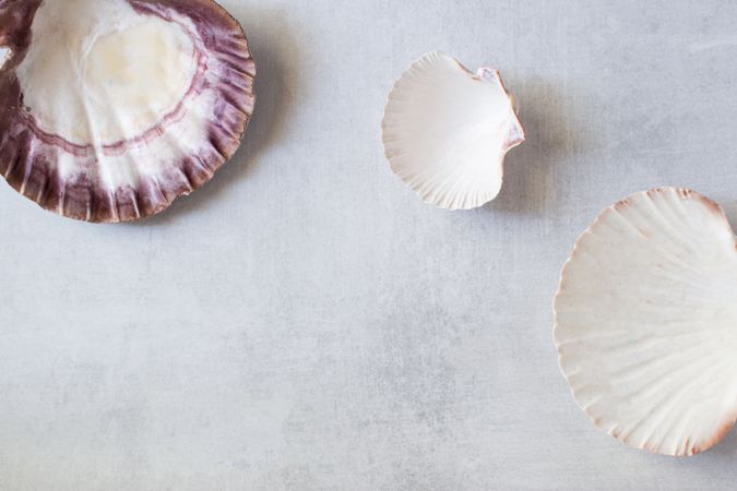 Seashells on a grey background. Text space.
