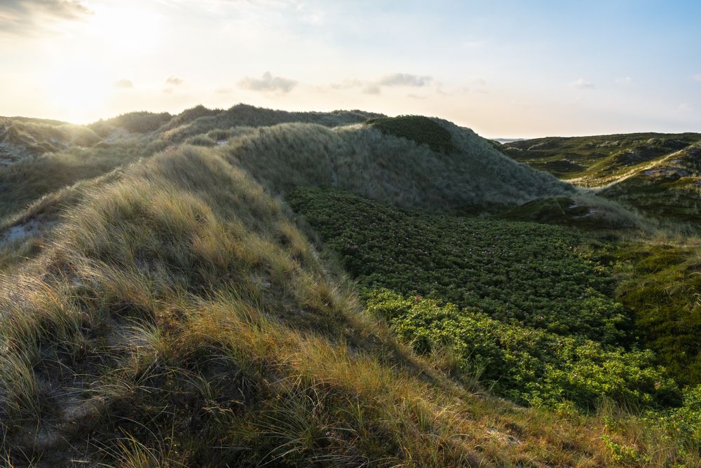 Dunes landscape with grass and rose bushes
