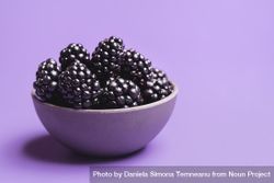 Blackberries in a bowl on purple background 0Jldw4