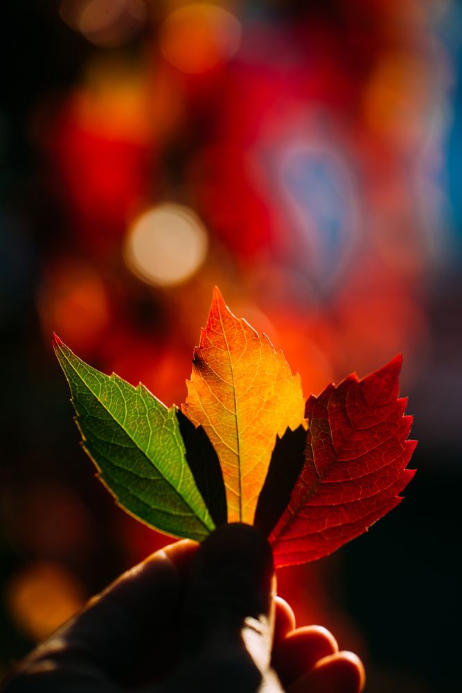 Person holding autumn leaves in hand in sunlight