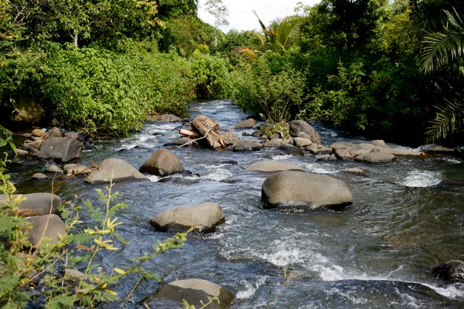 River with boulders surrounded by greenery